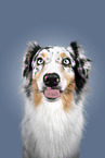 Australian Shepherd