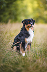 Australian Shepherd