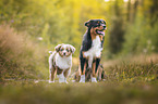 Australian Shepherds