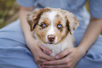 Australian Shepherd Puppy