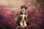 Australian Shepherds Puppy