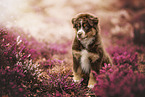 Australian Shepherd Puppy