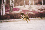 Australian Shepherd Puppy