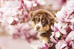 Australian Shepherd Puppy