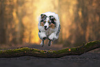 Australian Shepherd