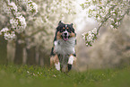 Australian Shepherd