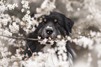 Australian Shepherd