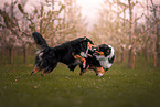 Australian Shepherd