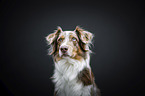 Australian Shepherd