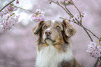 Australian Shepherd