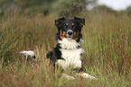 black-tri Australian Shepherd