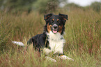 black-tri Australian Shepherd