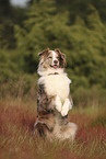 red-merle Australian Shepherd