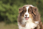 red-tri Australian Shepherd