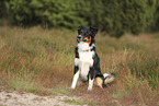 black-tri Australian Shepherd