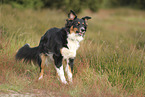 black-tri Australian Shepherd