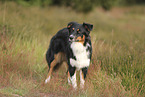 black-tri Australian Shepherd