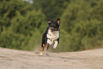 black-tri Australian Shepherd