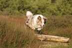 red-merle Australian Shepherd