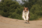 red-tri Australian Shepherd