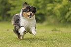 black-tri Australian Shepherd