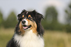 black-tri Australian Shepherd