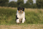 black-tri Australian Shepherd