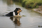 black-tri Australian Shepherd