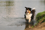 black-tri Australian Shepherd