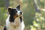 black-tri Australian Shepherd