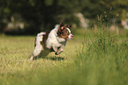 red-tri Australian Shepherd