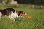 red-tri Australian Shepherd