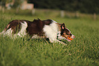 red-tri Australian Shepherd