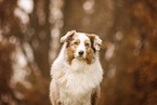 Australian Shepherd