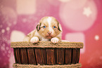 Australian Shepherd puppy