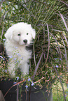 Australian Shepherd puppy