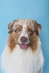 Australian Shepherd