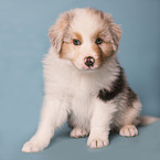 Australian Shepherd puppy