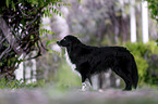 male Australian Shepherd