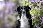 male Australian Shepherd