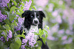 male Australian Shepherd