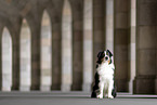 Australian Shepherd