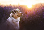 Australian Shepherd