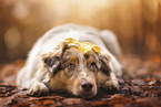 Australian Shepherd