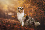 Australian Shepherd