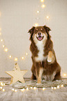 Australian Shepherd in christmas decoration