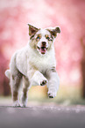 Australian Shepherd