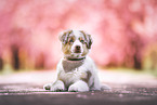 Australian Shepherd