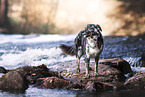 Australian Shepherd