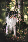 Australian Shepherd